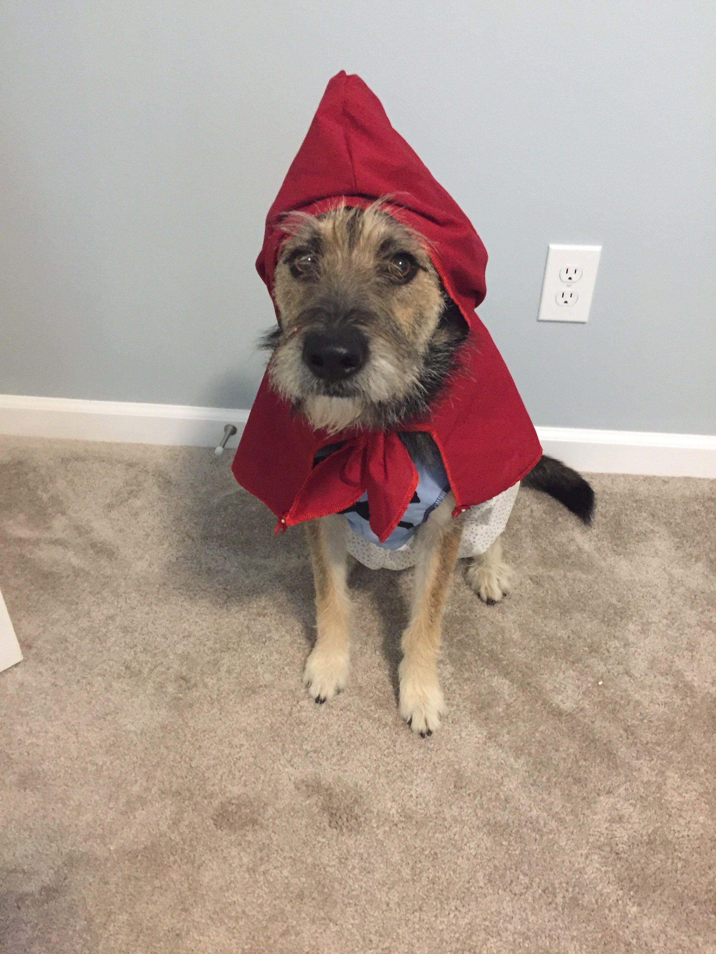 Little Red Riding Hood Dog Costume